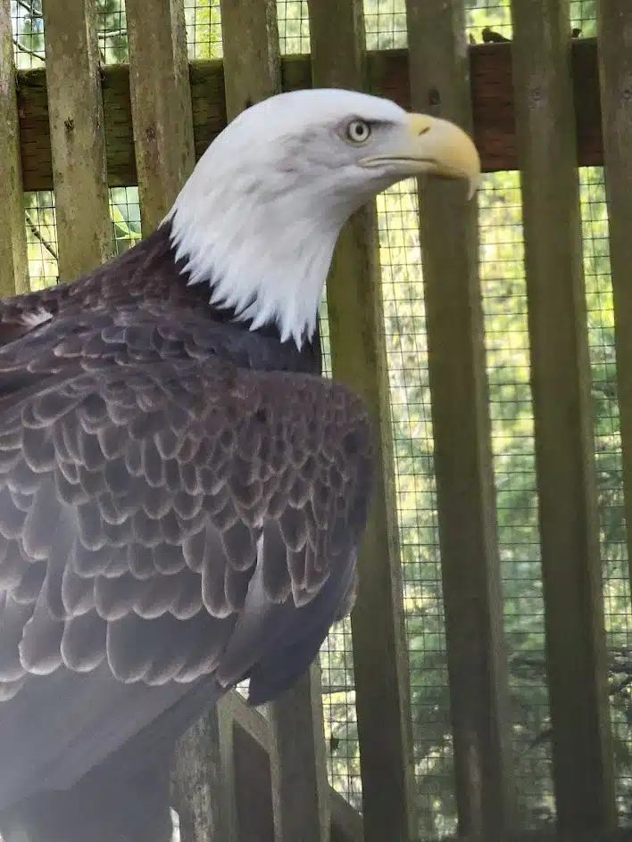 Cascades Raptor Center