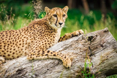Wildlife Safari